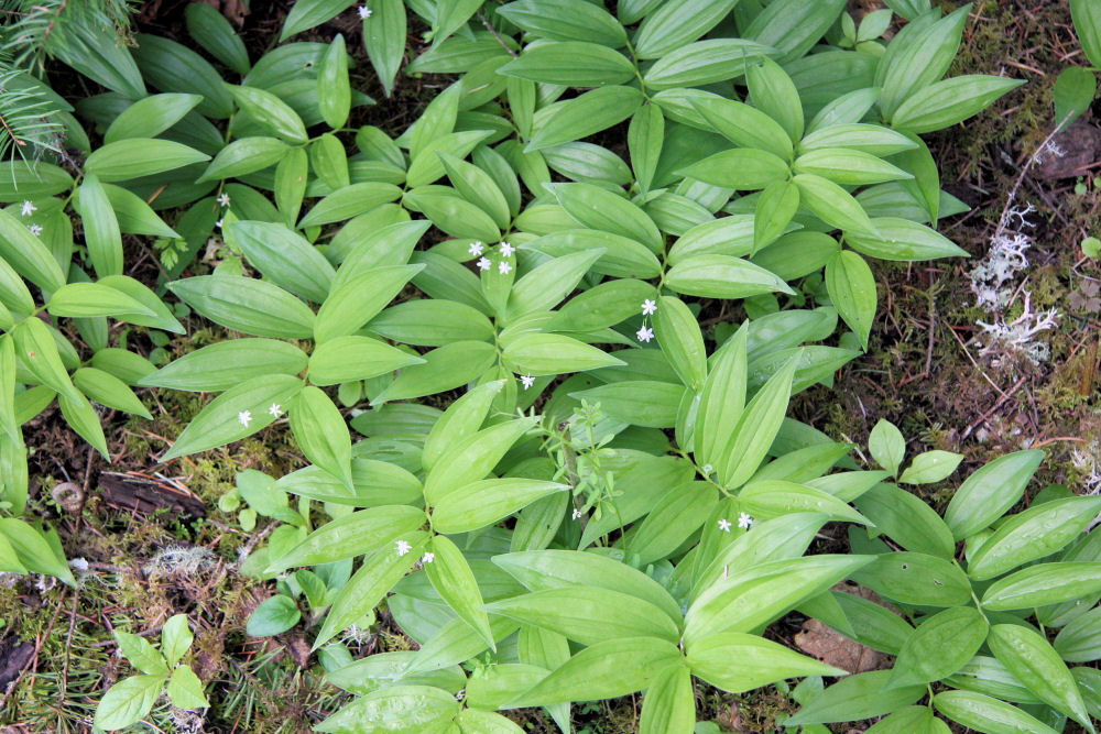 Star Flowered False Solomon's Seal 