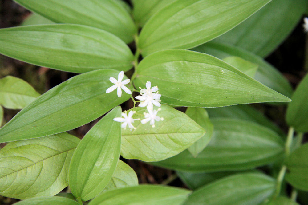 Star Flowered False Solomon's Seal 