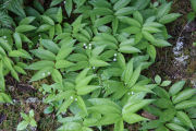 False Solomon's Seal, Star-Flowered 