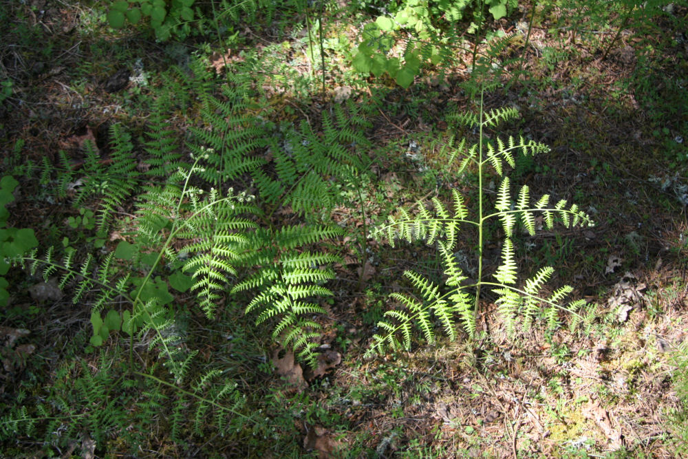 Bracken Fern at Our Pleasant Hill Home