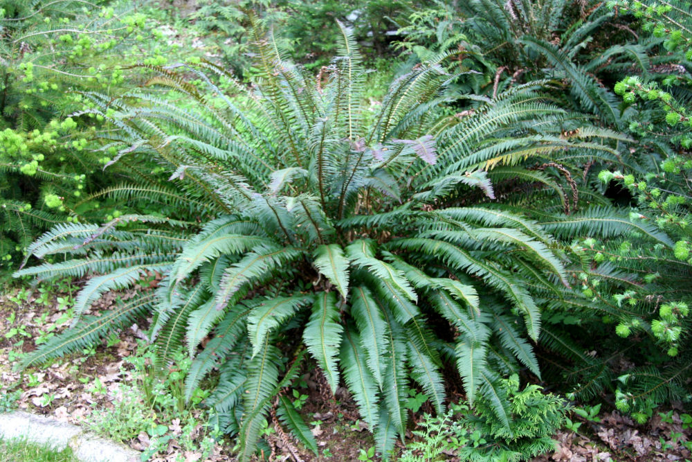 Sword Fern at Our Pleasant Hill Home