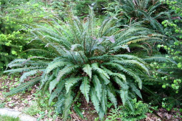 Sword Fern