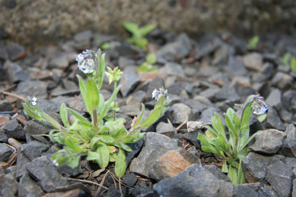 Fiddleneck 