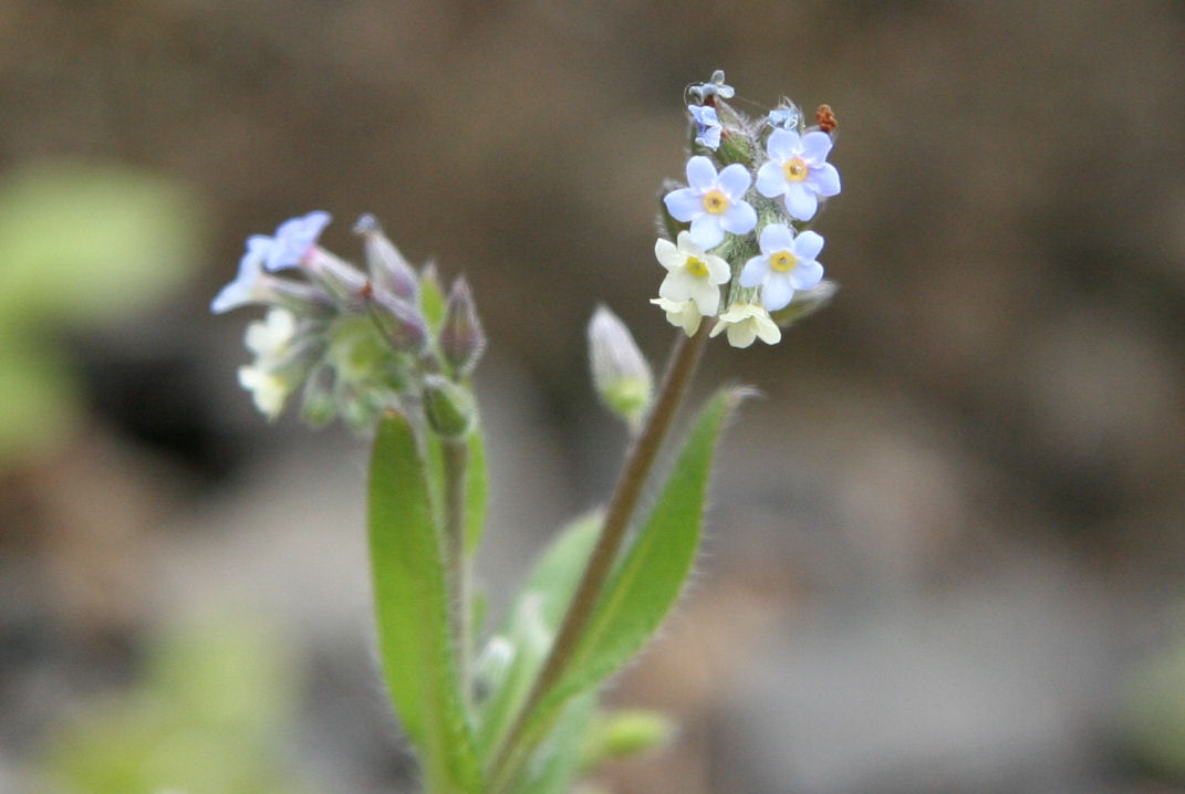 Fiddleneck 