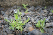 Fiddleneck, Small-flowered