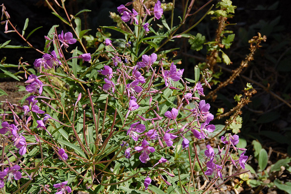 Fireweed 