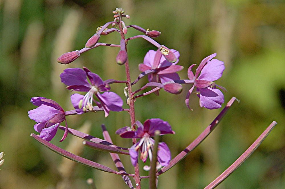 Fireweed 