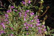 Fireweed