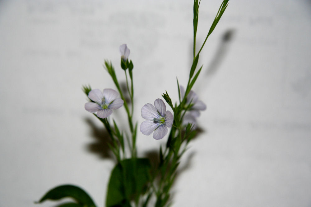 Pale Flax at Our Pleasant Hill Home