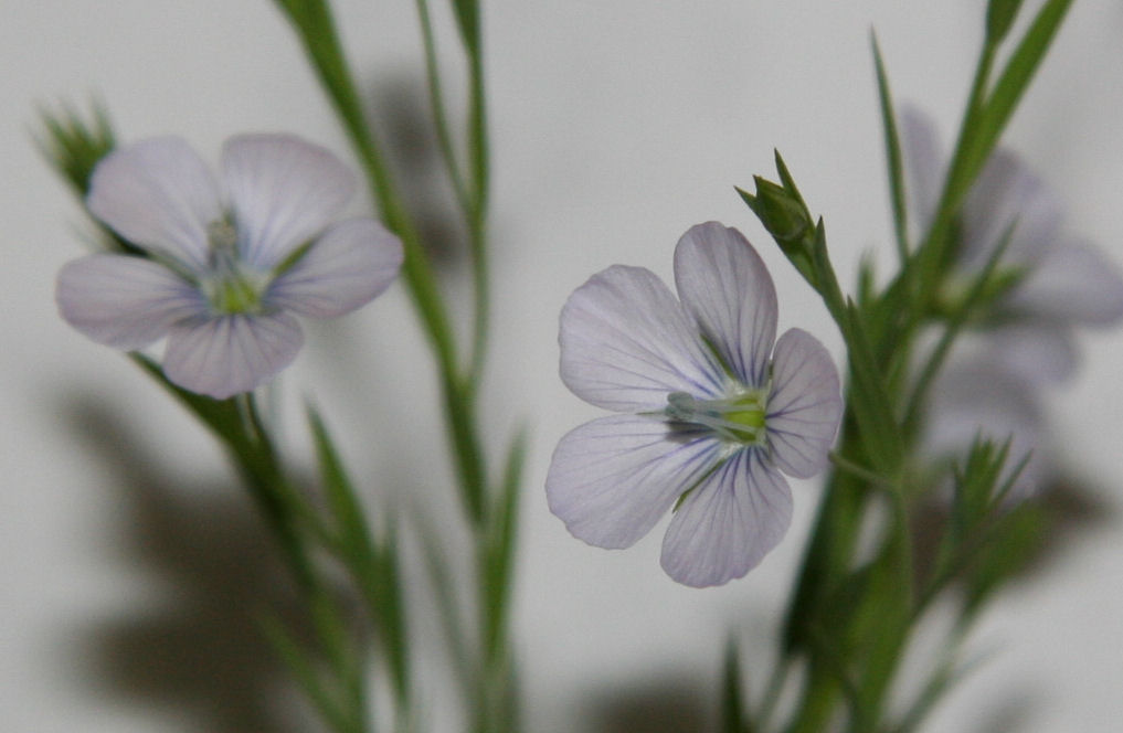 Pale Flax at Our Pleasant Hill Home