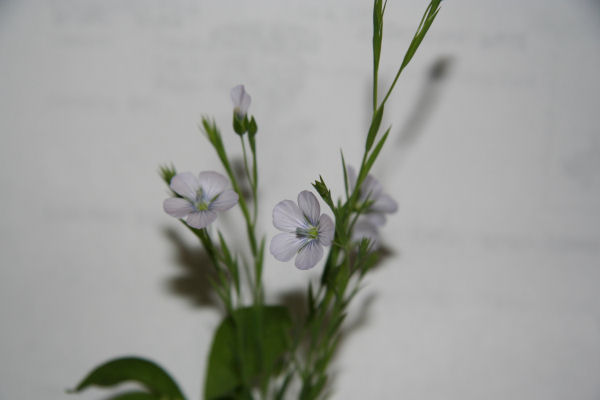 Pale Flax