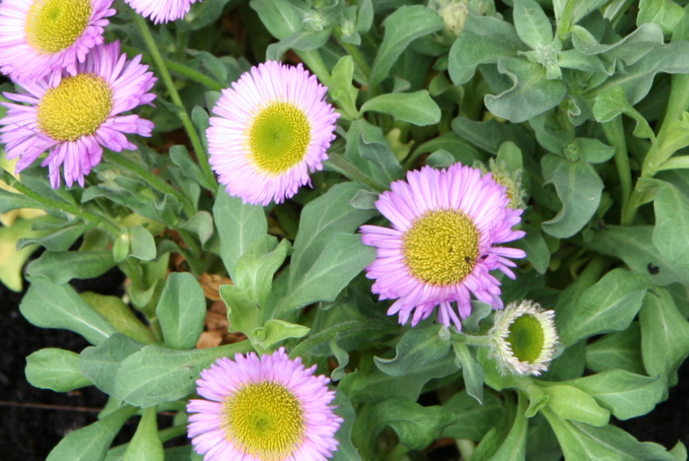 Philadelphia Fleabane