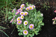 Fleabane