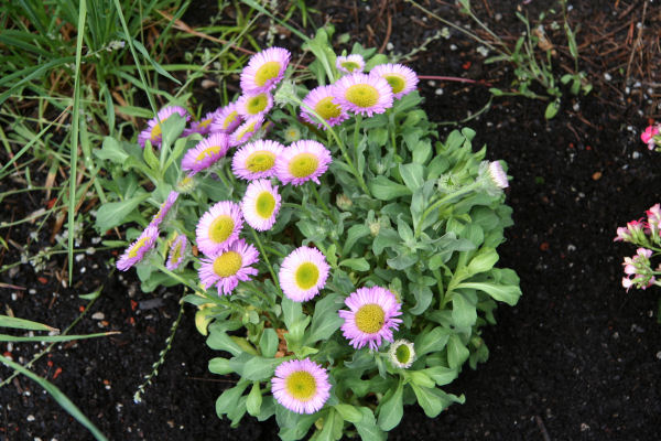 Philadelphia Fleabane