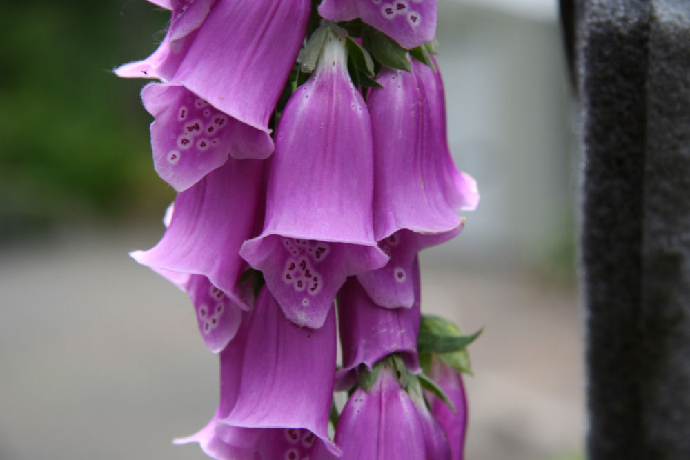 Foxglove at Our Pleasant Hill Home