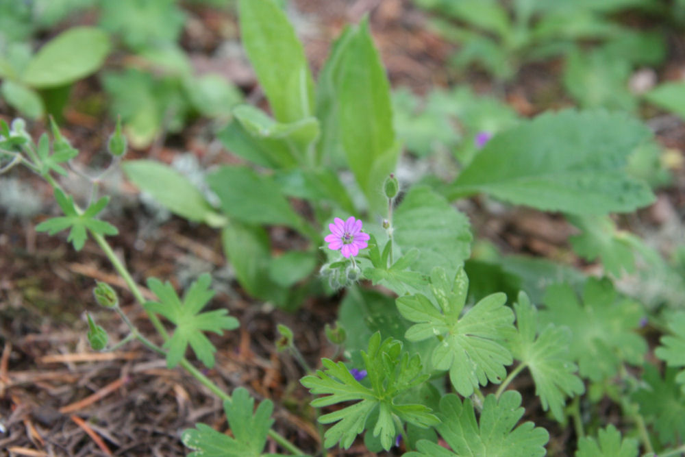 Dovefoot Geranium at Our Pleasant Hill Home