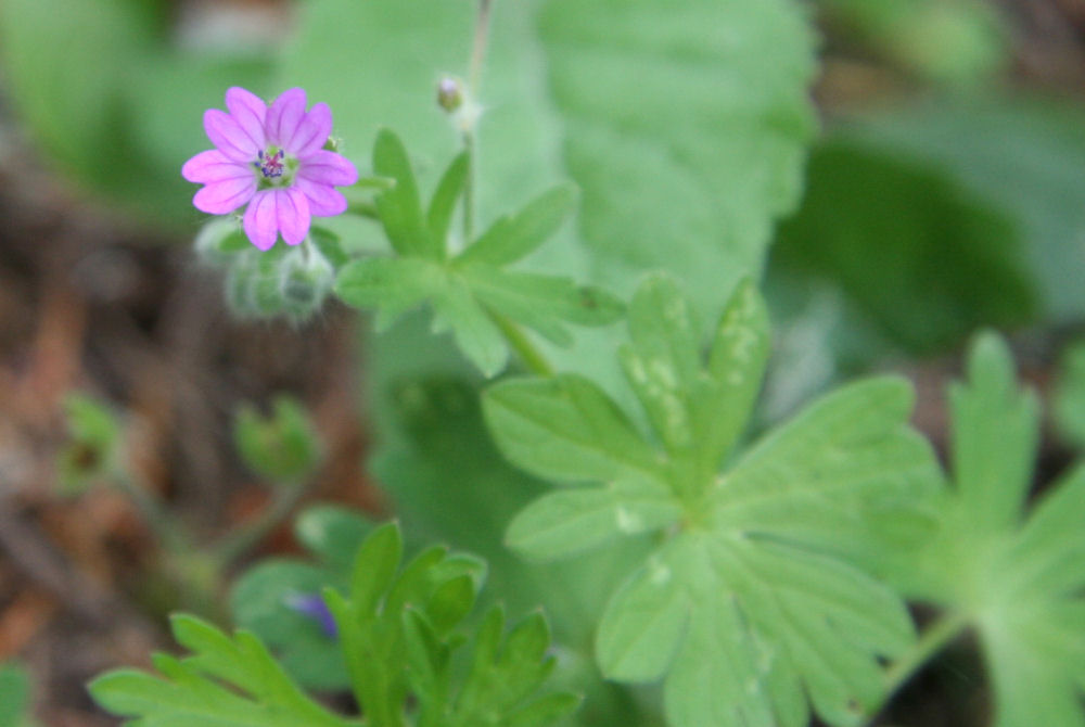 Dovefoot Geranium at Our Pleasant Hill Home