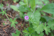 Geranium, Dovefoot