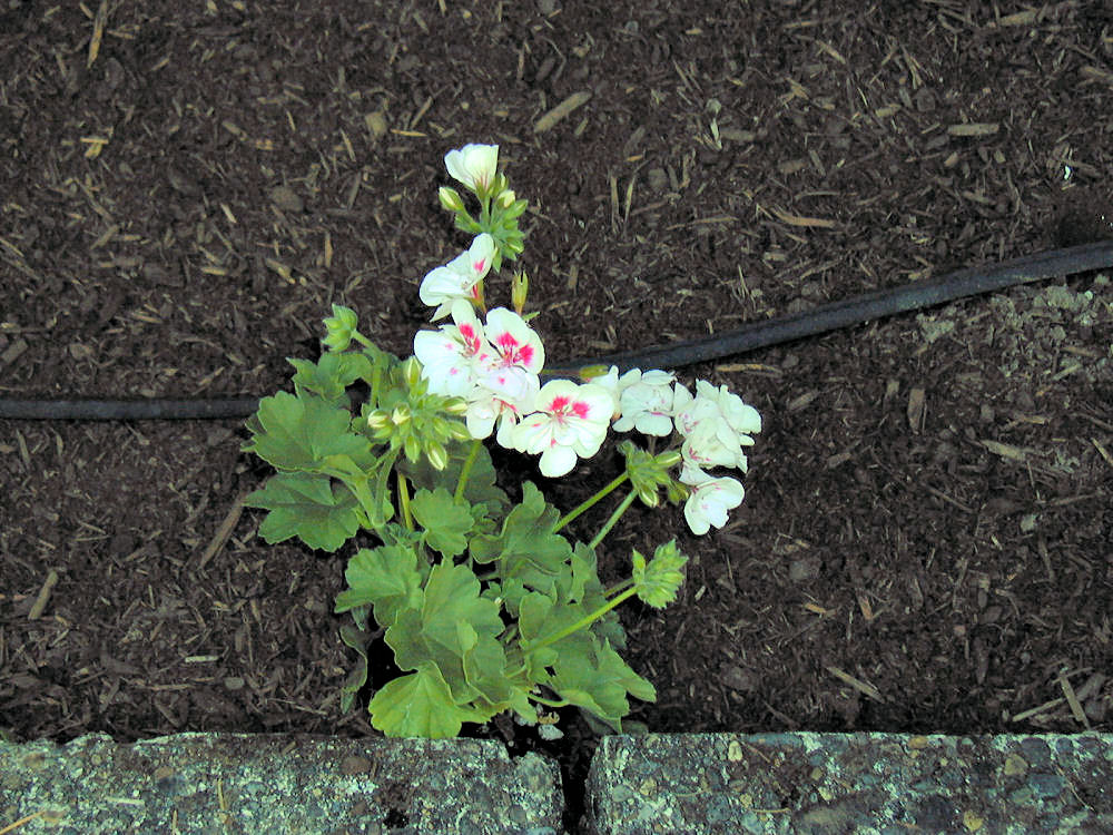 Geranium Galleria at Our Pleasant Hill Home