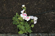 Geranium, Galleria