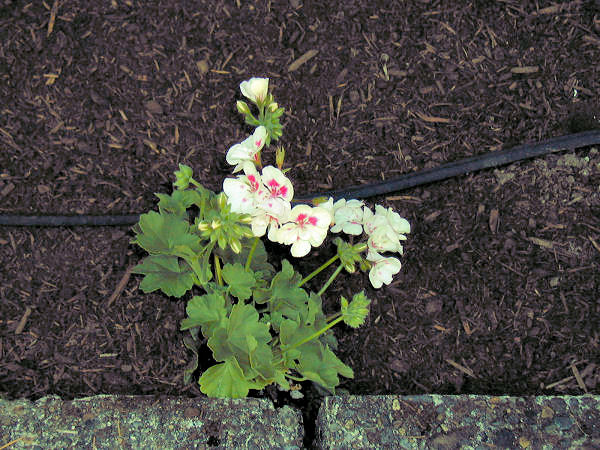 Geranium Galleria