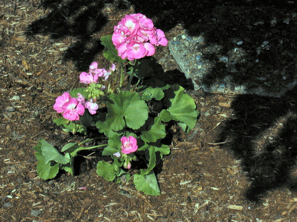 Zonal Geranium Orchid at Our Pleasant Hill Home