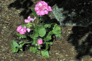 Geranium, Orchid