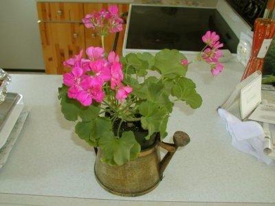  Violet Geranium