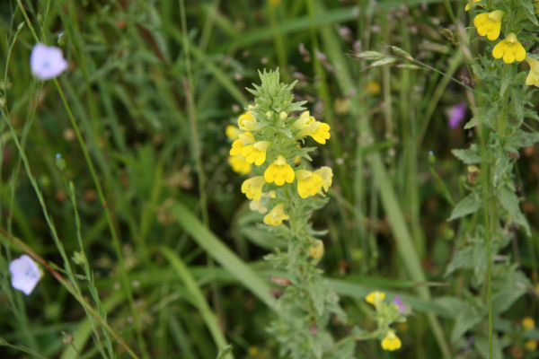  Yellow Glandweed