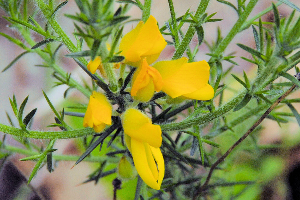 Gorse at Our Pleasant Hill Home