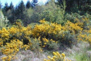 Gorse