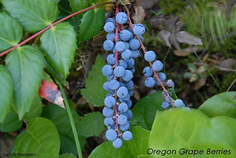 Oregon Grape at Our Pleasant Hill Home