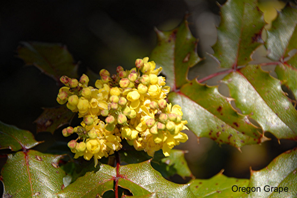 Oregon Grape at Our Pleasant Hill Home