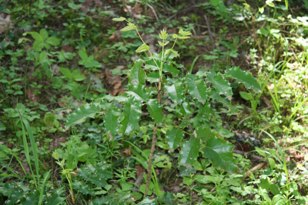 Oregon Grape