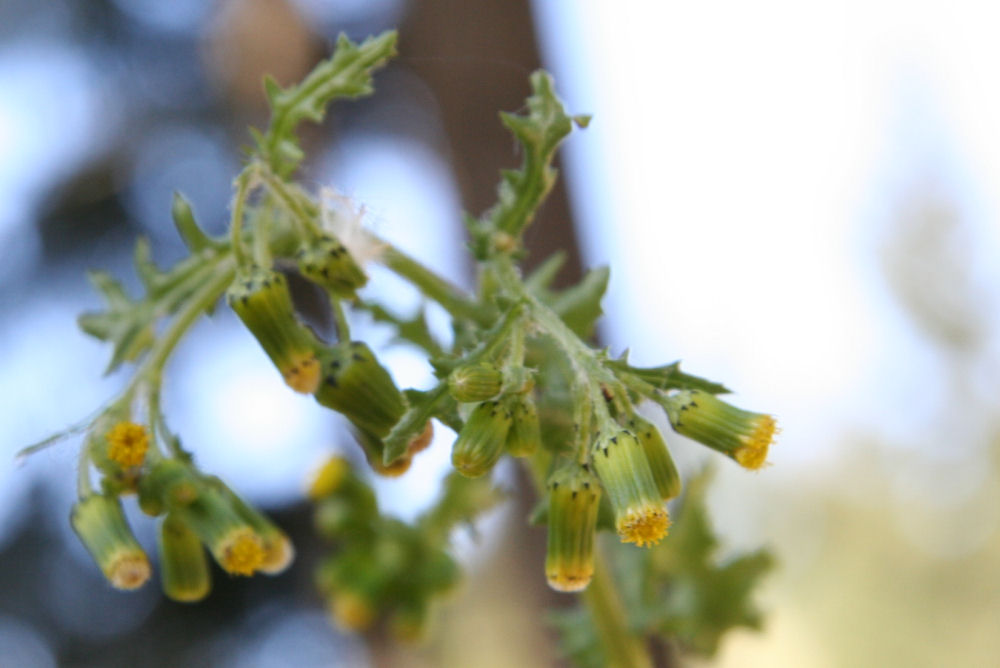 Wood Groundsel at Our Pleasant Hill Home