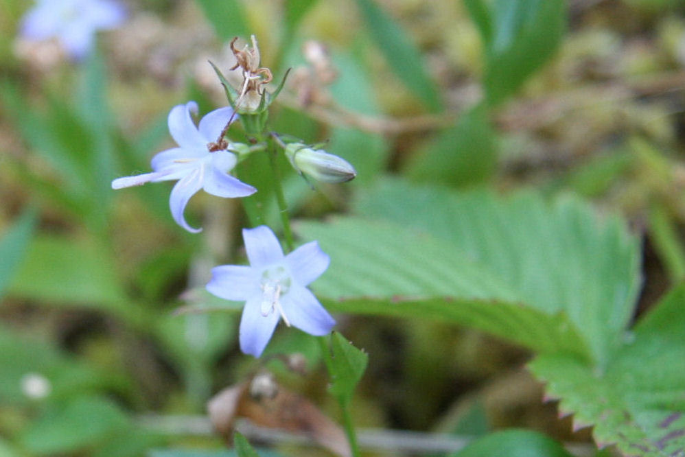 Scouler's Harebell at Our Pleasant Hill Home