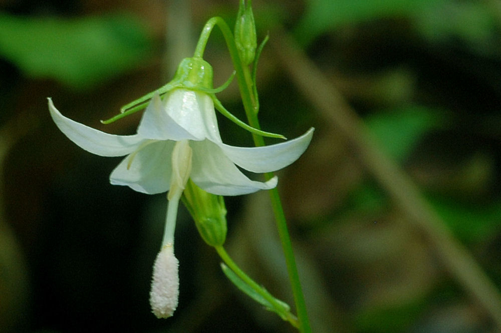 Scouler's Harebell at Our Pleasant Hill Home