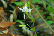 Harebell,  Scouler's