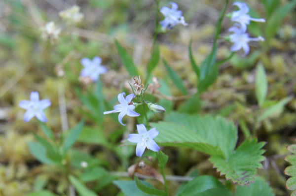 Scouler's Harebell