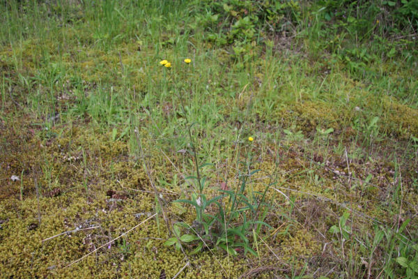 Smooth Hawksbeard