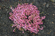 Heather, Crimson