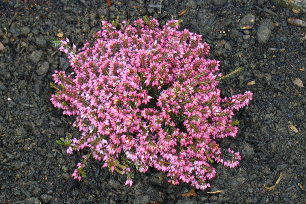 Crimson Heather