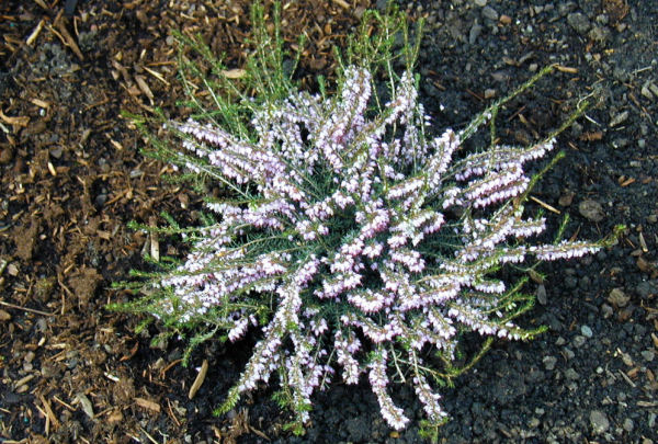 Pink Heather