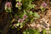 Henbit, Red