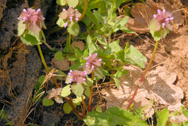 Red Henbit