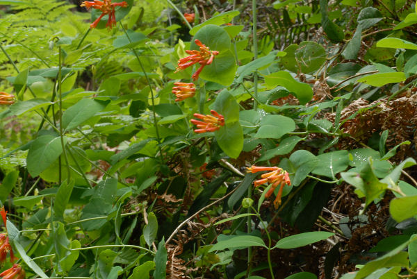 Western Trumpet Honeysuckle