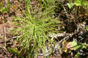 Horsetail