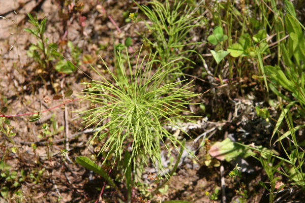 Giant Horsetail