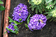 Hyacinth, Blue Pearl