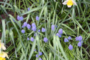 Hyacinthus, Grape